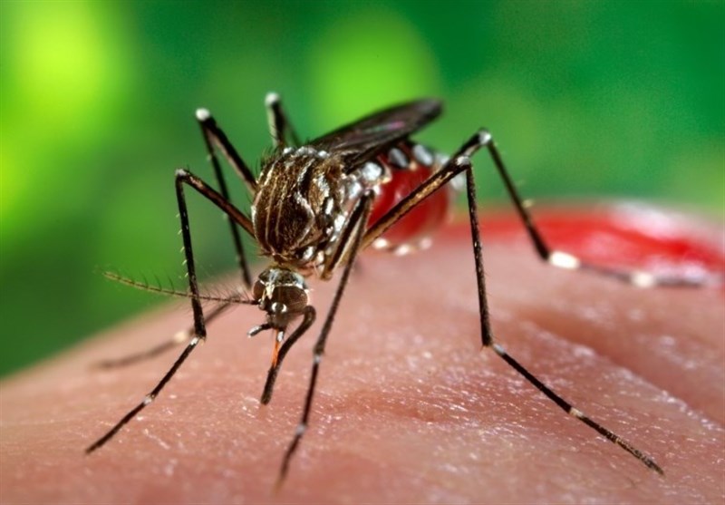 ورود شهرداری تهران برای کنترل “پشه آئدس”